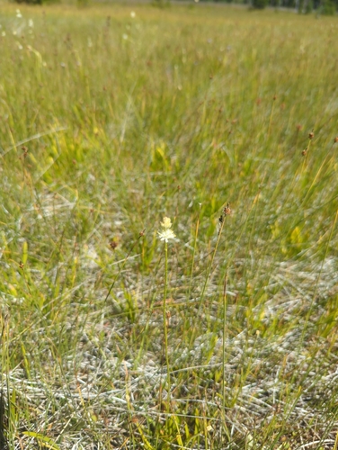 iNaturalist observation photo of western false asphodel