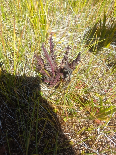 iNaturalist observation photo of Elephant's-Head lousewort