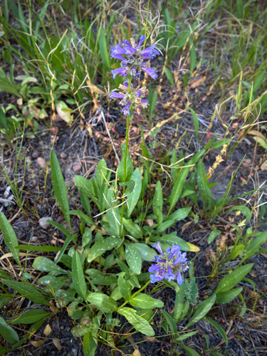 iNaturalist observation photo of Rydberg's Beardtongue