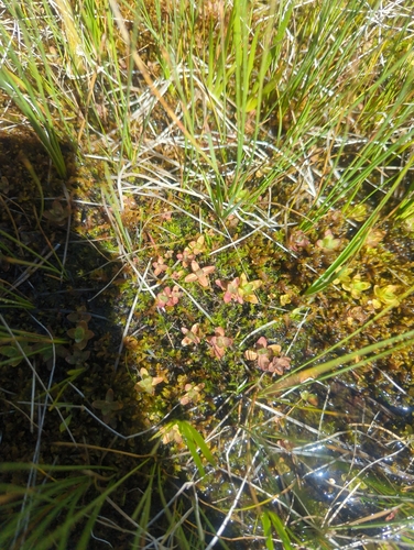 iNaturalist observation photo of primrose monkeyflower