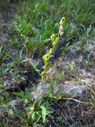 iNaturalist observation photo of small camas