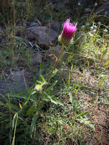 iNaturalist observation photo of Anderson's thistle