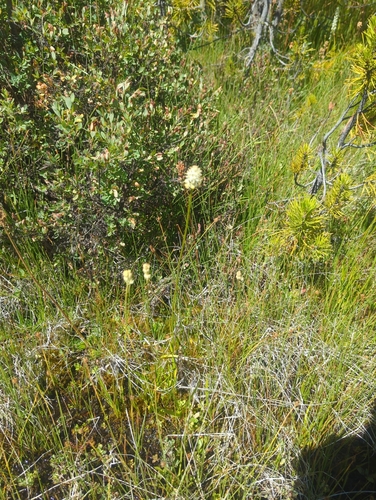 iNaturalist observation photo of western false asphodel