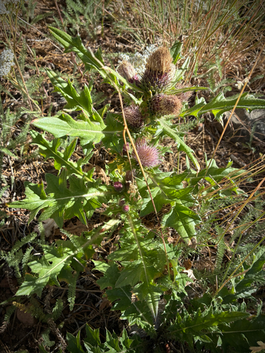 iNaturalist observation photo of Elk Thistle