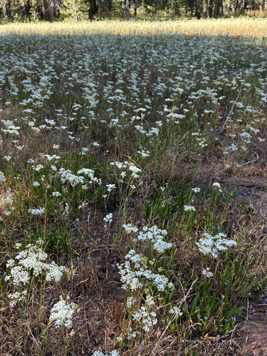 iNaturalist observation photo of yampahs