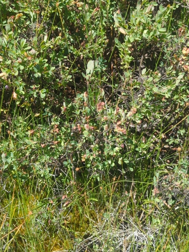 iNaturalist observation photo of bog bilberry