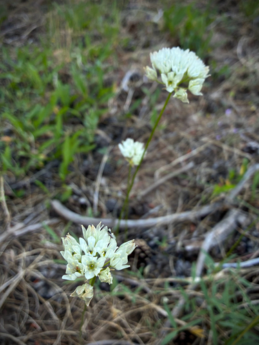 iNaturalist observation photo of white brodiaea