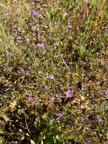 iNaturalist observation photo of Bridges' pincushionplant