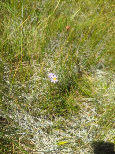 iNaturalist observation photo of Tundra Aster