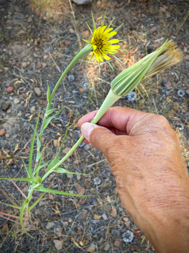 iNaturalist observation photo of Yellow Salsify