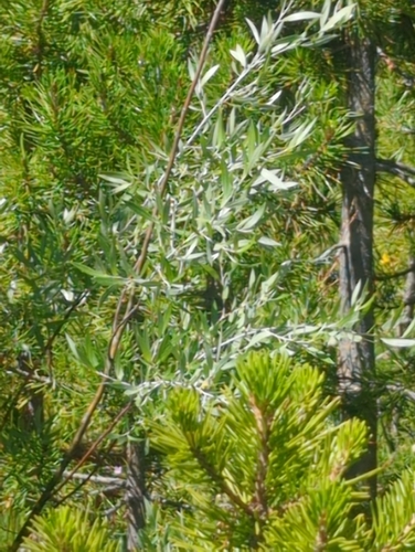 iNaturalist observation photo of Geyer's willow