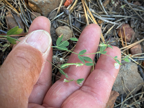 iNaturalist observation photo of Spanish clover