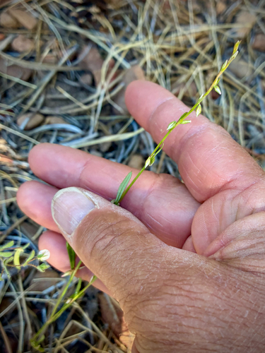 iNaturalist observation photo of Douglas' knotweed