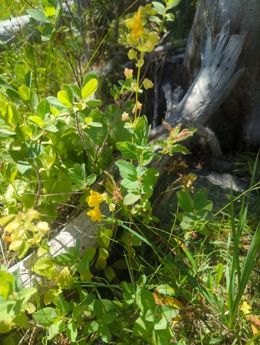 iNaturalist observation photo of seep monkeyflower