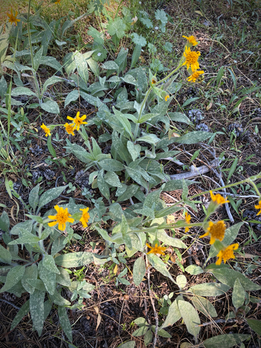 iNaturalist observation photo of hairy arnica