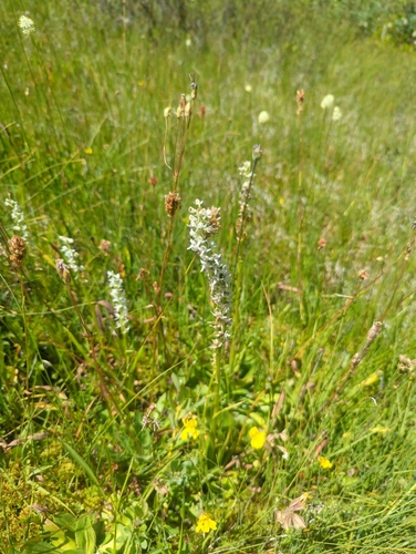 iNaturalist observation photo of Sierra Bog Orchid