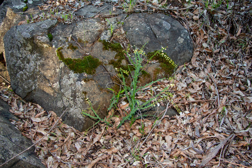 Acacia alata, photograph 4