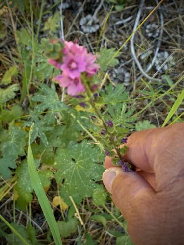 iNaturalist observation photo of Oregon Checker-mallow