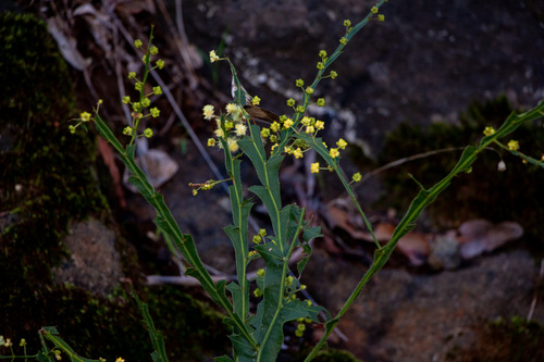 Acacia alata, photograph 5