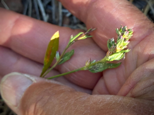 iNaturalist observation photo of scatter knotweed