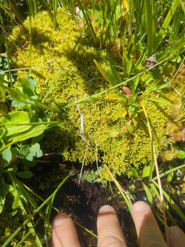 iNaturalist observation photo of Mosses
