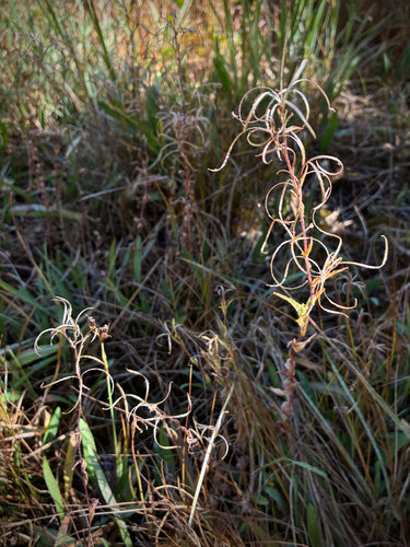 iNaturalist observation photo of willowherbs