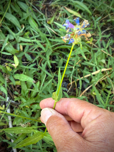 iNaturalist observation photo of Rydberg's Beardtongue
