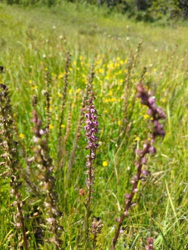 iNaturalist observation photo of Elephant's-Head lousewort