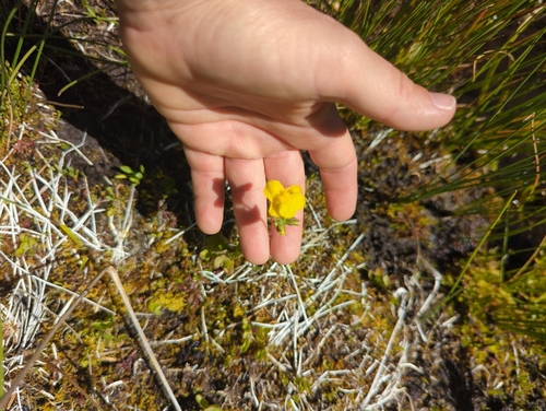 iNaturalist observation photo of seep monkeyflower
