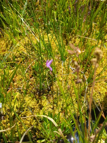 iNaturalist observation photo of alpine shooting star