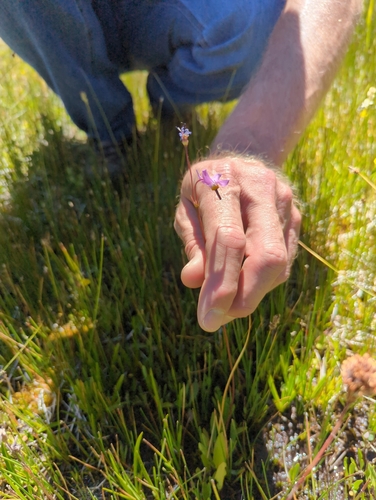 iNaturalist observation photo of alpine shooting star