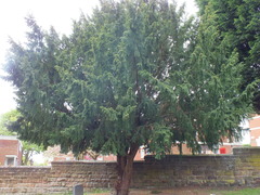 Taxus baccata