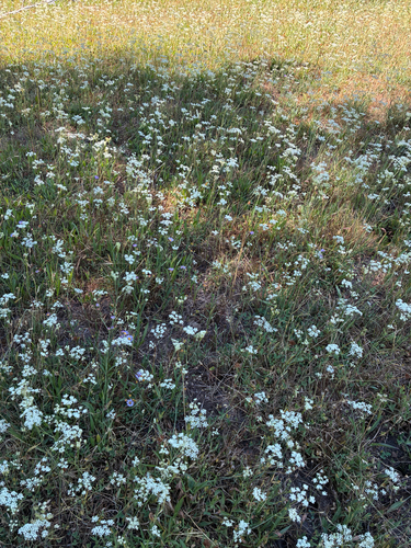 iNaturalist observation photo of yampahs
