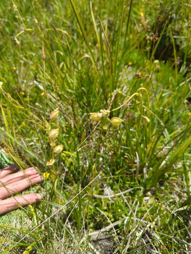 iNaturalist observation photo of seep monkeyflower