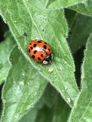 Harmonia axyridis
