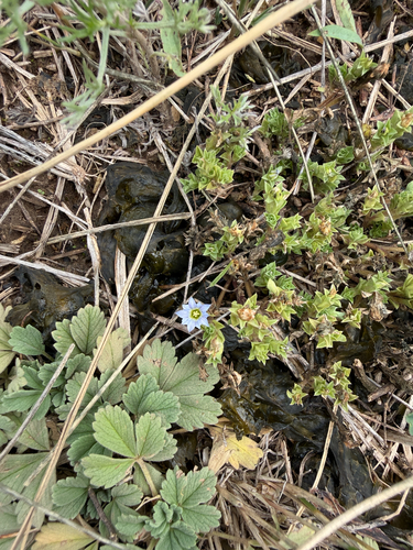 Gentiana squarrosa