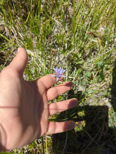 iNaturalist observation photo of Tundra Aster