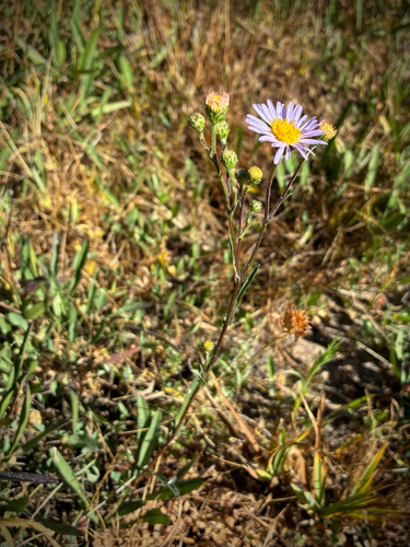 iNaturalist observation photo of western mountain aster