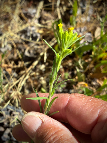 iNaturalist observation photo of mountain tarweed