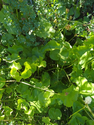 iNaturalist observation photo of white marsh marigold