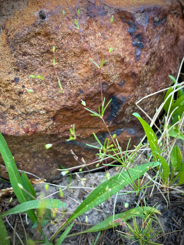 iNaturalist observation photo of Harkness' flaxflower