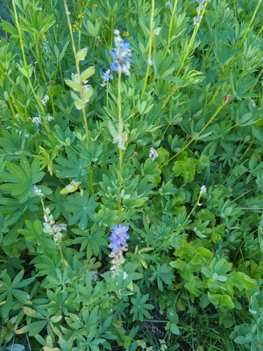 iNaturalist observation photo of Burke's Lupine