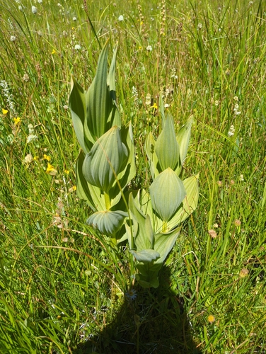 iNaturalist observation photo of Corn Lily