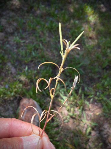 iNaturalist observation photo of willowherbs