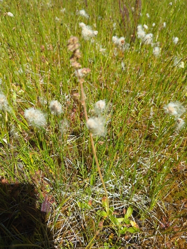iNaturalist observation photo of slender cottongrass