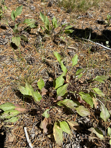 iNaturalist observation photo of Canary Violet