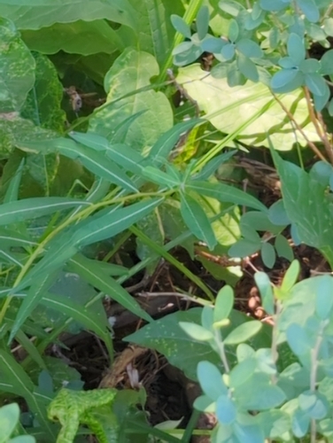 iNaturalist observation photo of fireweed
