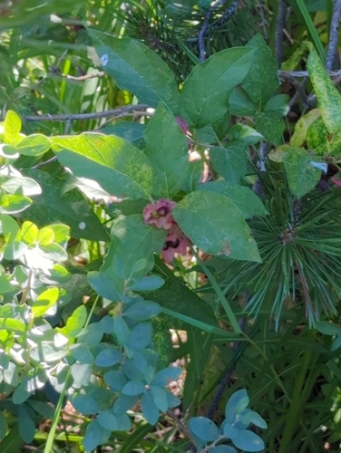 iNaturalist observation photo of twinberry honeysuckle