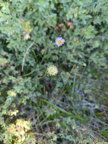 iNaturalist observation photo of western false asphodel
