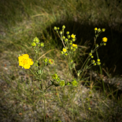 iNaturalist observation photo of slender cinquefoil